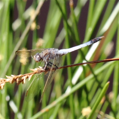 Orthetrum caledonicum (Blue Skimmer) at Gundaroo, NSW - 1 Dec 2024 by ConBoekel