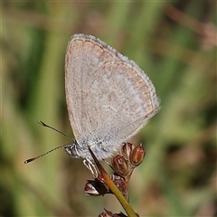 Zizina otis (Common Grass-Blue) at Gundaroo, NSW - 2 Dec 2024 by ConBoekel