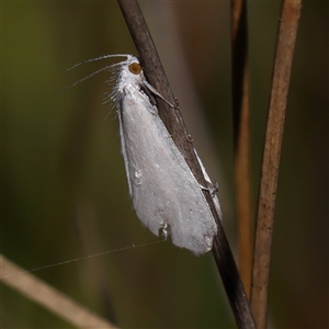 Tipanaea patulella at Gundaroo, NSW - 2 Dec 2024