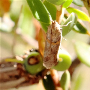 Phycitinae (subfamily) (A snout moth) at Gundaroo, NSW by ConBoekel