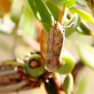 Phycitinae (subfamily) (A snout moth) at Gundaroo, NSW - 2 Dec 2024 by ConBoekel