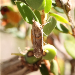 Phycitinae (subfamily) at Gundaroo, NSW - 2 Dec 2024