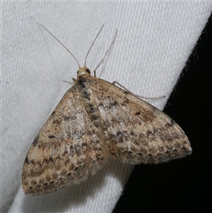 Scopula rubraria at Freshwater Creek, VIC - 16 Apr 2020 01:12 AM