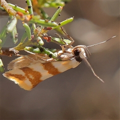 Tanyzancla atricollis (A Concealer moth (Wingia group) at Gundaroo, NSW - 2 Dec 2024 by ConBoekel