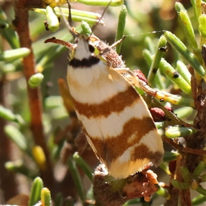 Tanyzancla atricollis at Gundaroo, NSW - 2 Dec 2024 10:22 AM