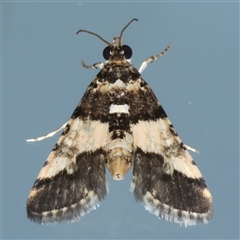 Nacoleia mesochlora (Pied Crambid) at Ainslie, ACT - 4 Dec 2024 by jb2602