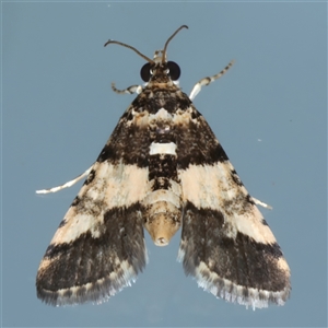 Nacoleia mesochlora at Ainslie, ACT - 4 Dec 2024 10:42 PM