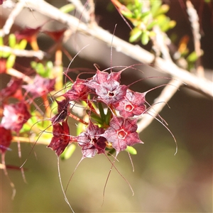 Calytrix tetragona at Gundaroo, NSW - 2 Dec 2024