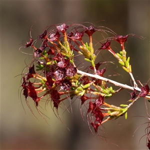 Calytrix tetragona at Gundaroo, NSW - 2 Dec 2024