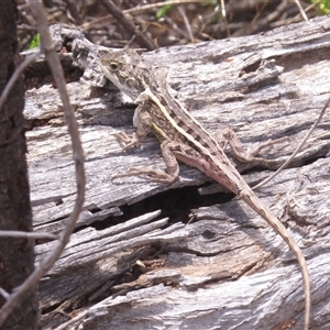 Diporiphora nobbi (Nobbi Dragon) at Tharwa, ACT by JohnBundock