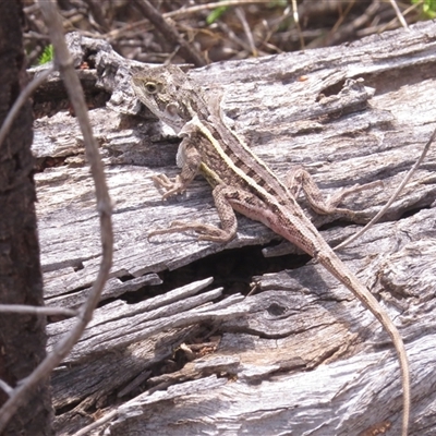 Diporiphora nobbi (Nobbi Dragon) at Tharwa, ACT - 5 Dec 2024 by JohnBundock