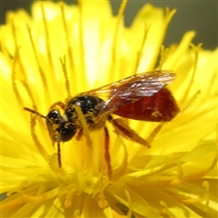 Exoneura sp. (genus) (A reed bee) at Gundaroo, NSW - 1 Dec 2024 by ConBoekel