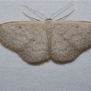 Scopula optivata at Freshwater Creek, VIC - 15 Apr 2020