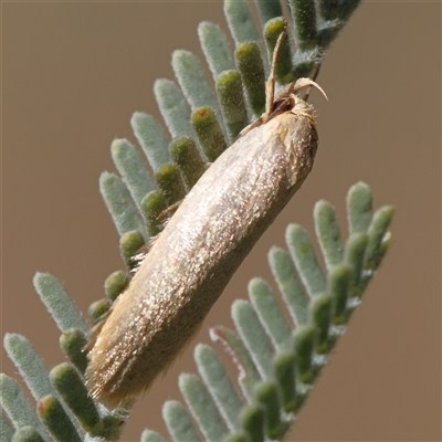 Orescoa orites at Gundaroo, NSW - 2 Dec 2024 by ConBoekel