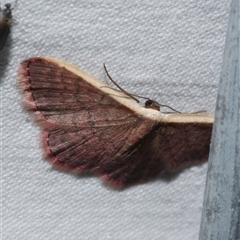 Idaea inversata (Purple Wave) at Freshwater Creek, VIC - 16 Apr 2020 by WendyEM