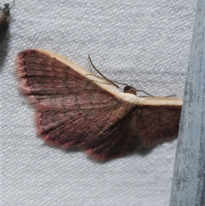 Idaea inversata (Purple Wave) at Freshwater Creek, VIC by WendyEM