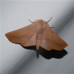 Monoctenia smerintharia (Dark Leaf Moth) at Freshwater Creek, VIC - 15 Apr 2020 by WendyEM