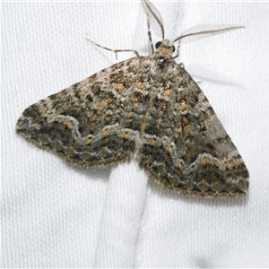 Xanthorhoe xanthospila (Yellow-spotted Carpet) at Freshwater Creek, VIC by WendyEM