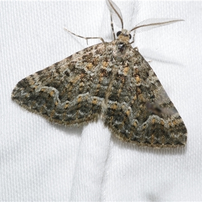 Xanthorhoe xanthospila (Yellow-spotted Carpet) at Freshwater Creek, VIC - 16 Apr 2020 by WendyEM