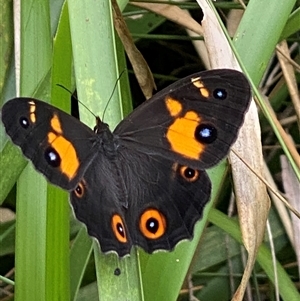 Tisiphone abeona at Bonny Hills, NSW - suppressed