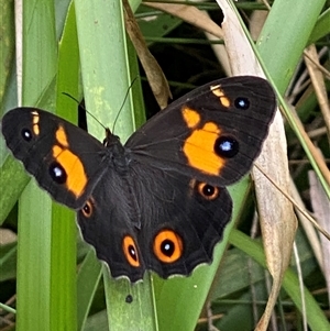 Unidentified Butterfly (Lepidoptera, Rhopalocera) at Bonny Hills, NSW by pls047