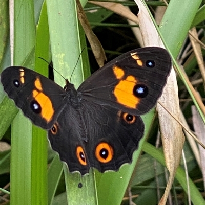 Unidentified Butterfly (Lepidoptera, Rhopalocera) at Bonny Hills, NSW - 10 Nov 2024 by pls047