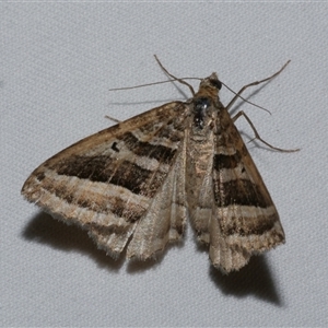 Xanthorhoe percrassata (Broad-barred Carpet) at Freshwater Creek, VIC by WendyEM