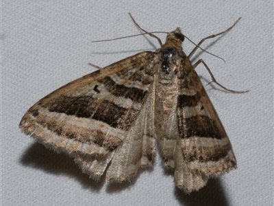 Xanthorhoe percrassata (Broad-barred Carpet) at Freshwater Creek, VIC - 15 Apr 2020 by WendyEM