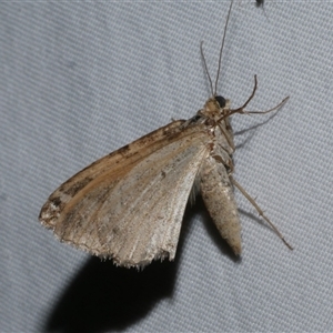 Xanthorhoe percrassata at Freshwater Creek, VIC - suppressed