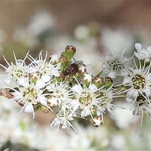 Unidentified True fly (Diptera) at Yackandandah, VIC by KylieWaldon