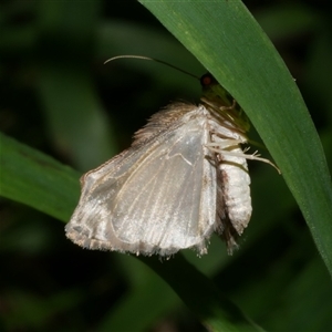 Chloroclystis approximata at Freshwater Creek, VIC - 15 Apr 2020