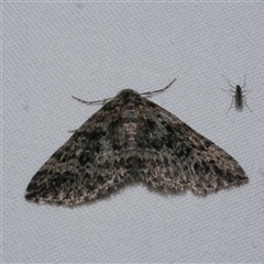 Aponotoreas dascia (Dascia Carpet) at Freshwater Creek, VIC - 15 Apr 2020 by WendyEM