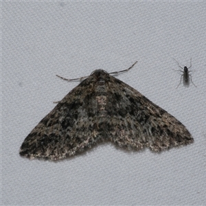 Aponotoreas dascia at Freshwater Creek, VIC - 15 Apr 2020