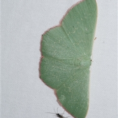 Prasinocyma semicrocea (Common Gum Emerald moth) at Freshwater Creek, VIC - 15 Apr 2020 by WendyEM