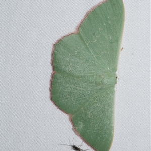 Prasinocyma semicrocea (Common Gum Emerald moth) at Freshwater Creek, VIC by WendyEM