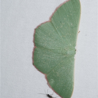 Prasinocyma semicrocea (Common Gum Emerald moth) at Freshwater Creek, VIC - 15 Apr 2020 by WendyEM