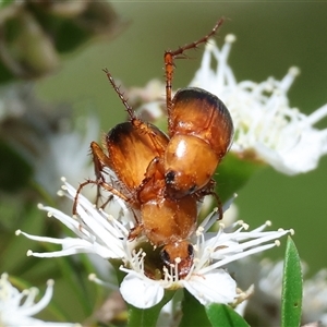 Phyllotocus macleayi at Yackandandah, VIC - 2 Dec 2024