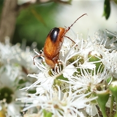 Phyllotocus macleayi at Yackandandah, VIC - 2 Dec 2024