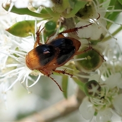 Phyllotocus macleayi at Yackandandah, VIC - 2 Dec 2024