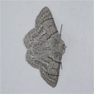 Crypsiphona ocultaria (Red-lined Looper Moth) at Freshwater Creek, VIC by WendyEM