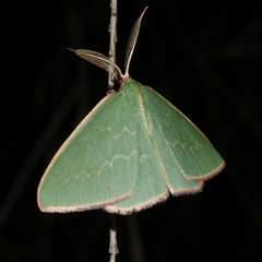 Chlorocoma undescribed species (sp.3 MoV) (An Emerald moth) at Freshwater Creek, VIC - 15 Apr 2020 by WendyEM