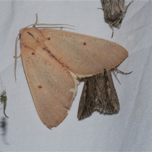 Plesanemma fucata (Lemon Gum Moth) at Freshwater Creek, VIC by WendyEM