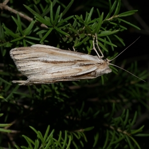 Ciampa arietaria at Freshwater Creek, VIC - 15 Apr 2020 10:47 PM