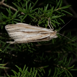 Ciampa arietaria (Brown Pasture Looper Moth) at Freshwater Creek, VIC by WendyEM