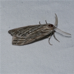 Ciampa arietaria (Brown Pasture Looper Moth) at Freshwater Creek, VIC - 15 Apr 2020 by WendyEM