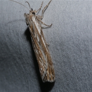 Ciampa arietaria (Brown Pasture Looper Moth) at Freshwater Creek, VIC by WendyEM