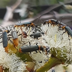 Chauliognathus lugubris (Plague Soldier Beetle) at Acton, ACT - 4 Dec 2024 by HappyWanderer