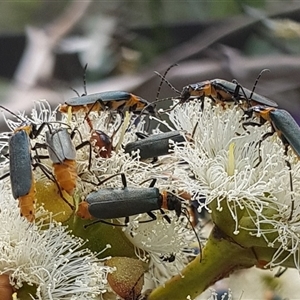 Chauliognathus lugubris (Plague Soldier Beetle) at Acton, ACT by HappyWanderer