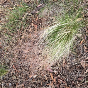 Nassella trichotoma at Hackett, ACT - 5 Dec 2024