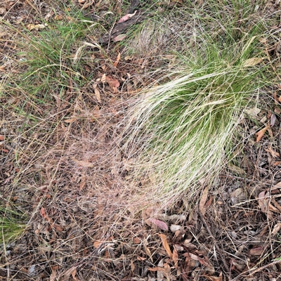 Nassella trichotoma (Serrated Tussock) at Hackett, ACT - 4 Dec 2024 by abread111